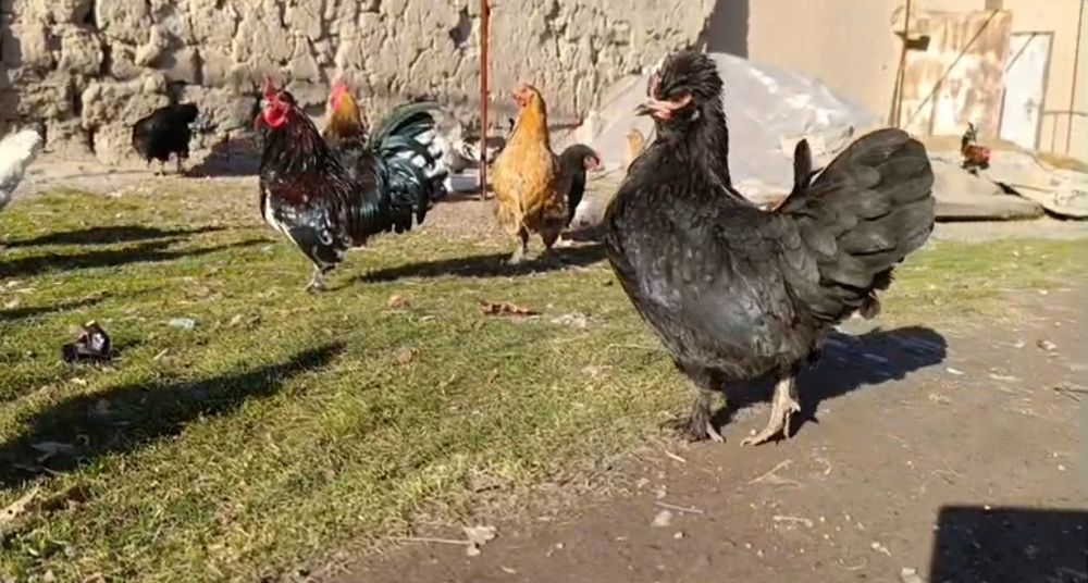 Залатой Себрайт японский