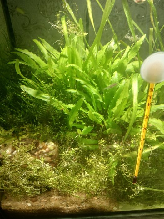 Растения криптокорины