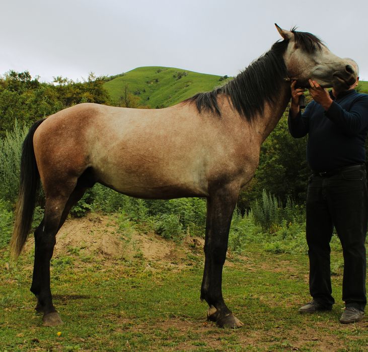 Продам Арабского жеребца потомка знаменитых жеребцов