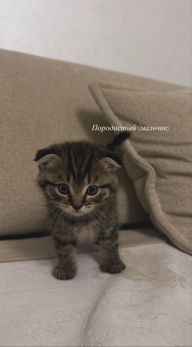 Продаются котята