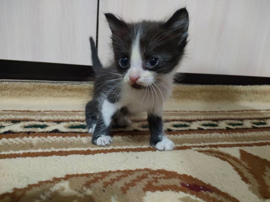 Отдам котят в хорошие руки