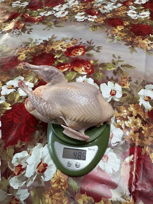 Перепелиное Мясо