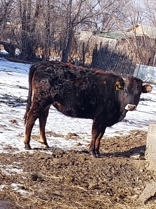 Продам телку  от молочной коровы