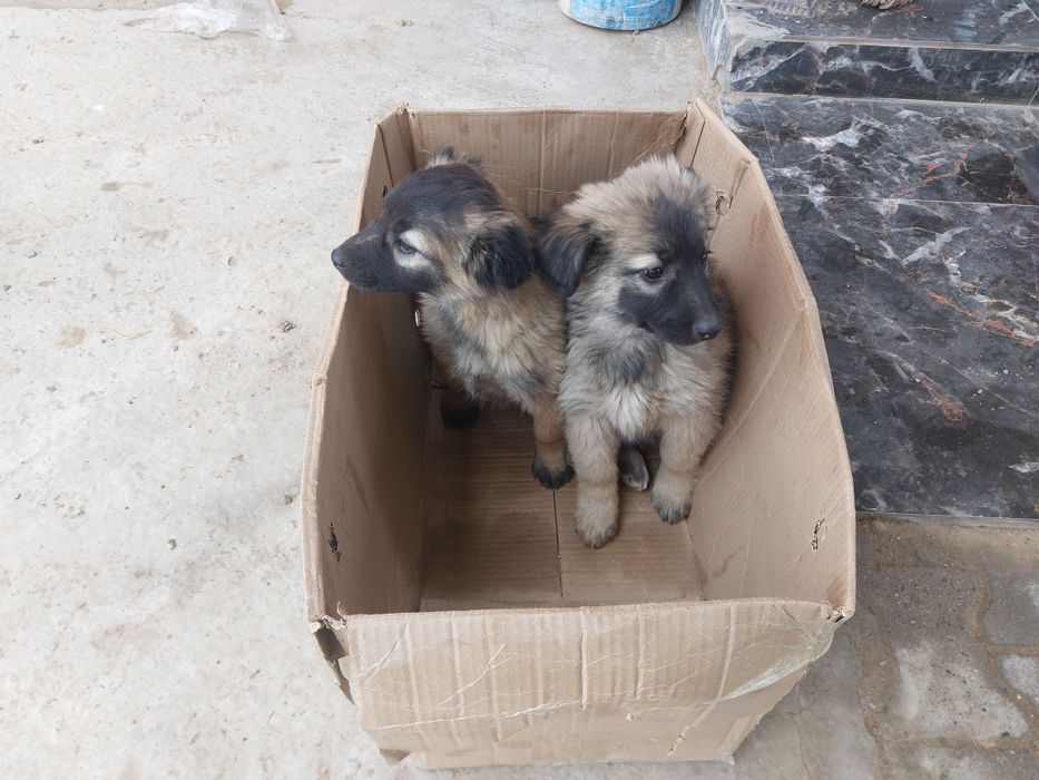 Канден кушик сатылады