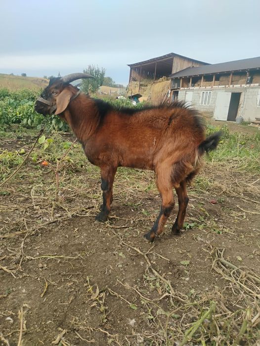 Țap vând sau schimb pe oi din mama alpin francez cu o lactație de 5 litri pe zi