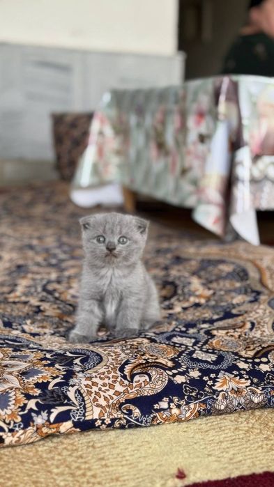 Шотландский вислаухи