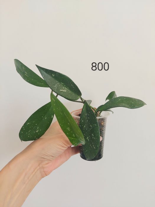 Продам разные  хотите и сциндапсусы