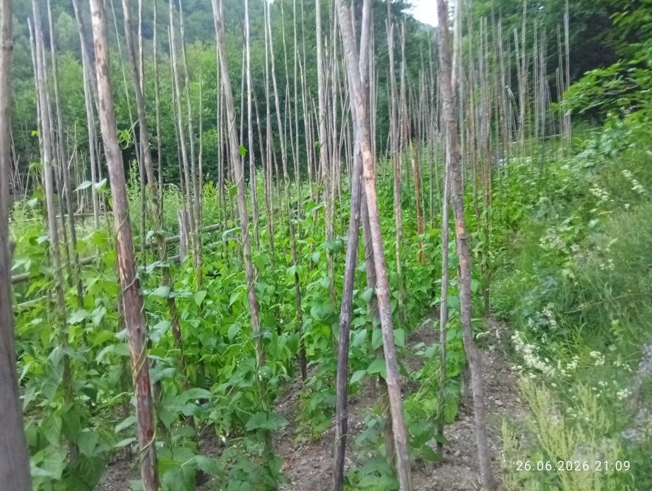Родопски Шарен боб
