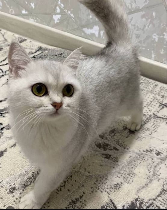 Британский Серебристый Shinshilla