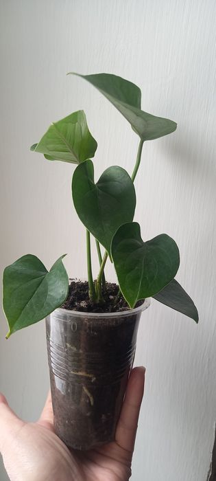 Продам антуриум шоколадный
