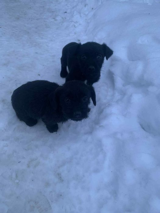 Donez catei talie mica