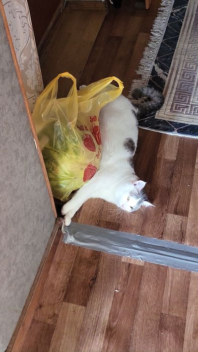 Отдам красивого кота