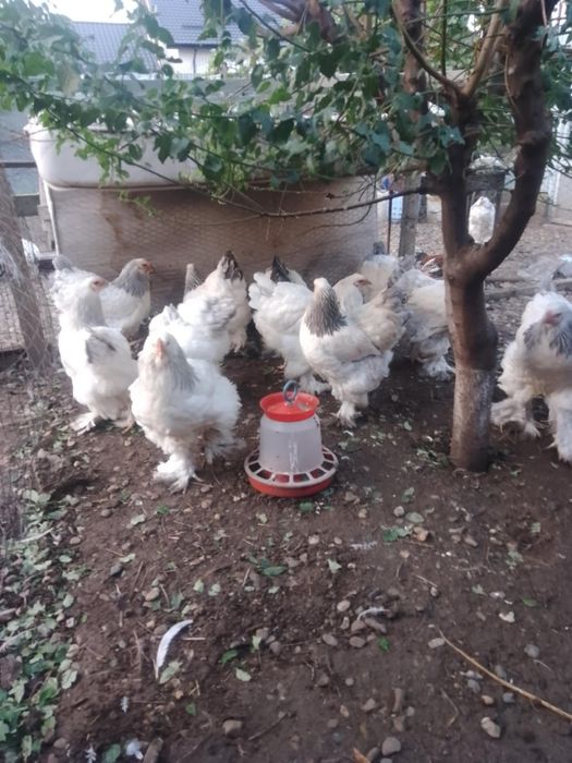 Găini brahma herminat deschis