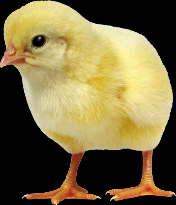 Соғлом Жўжалар сотилади, инкубатор хизмати хам бор