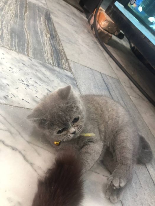 Скоттиш страйт Тоза британский