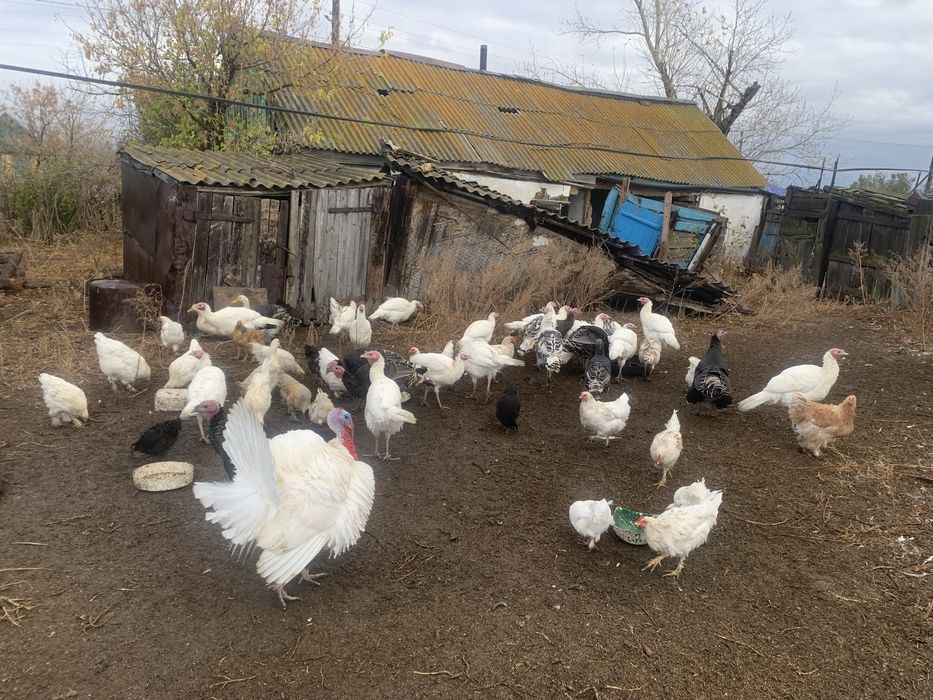 Продается индюки