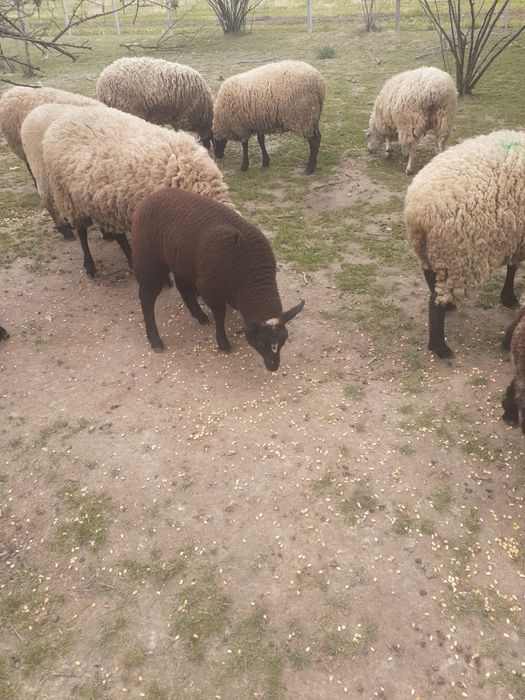 Vand miei pătată olandeză+ texel