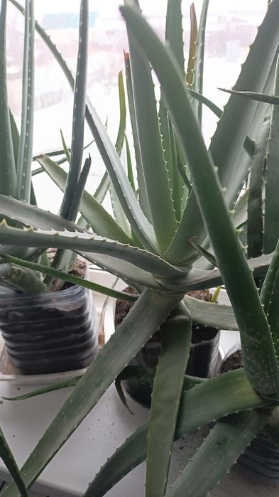 Алоэ. Лекарственное растение.