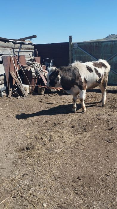 Продам быка на племя