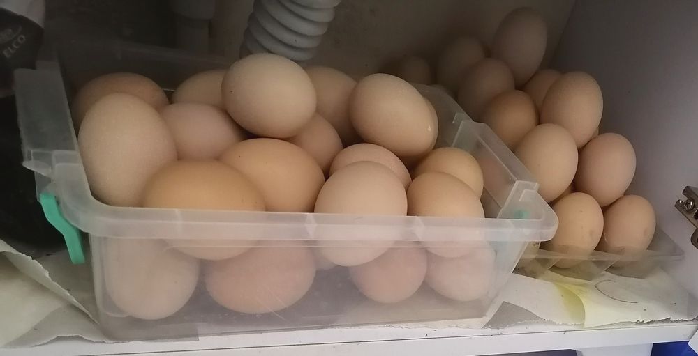 Домашние ,тухум,,халол савдо