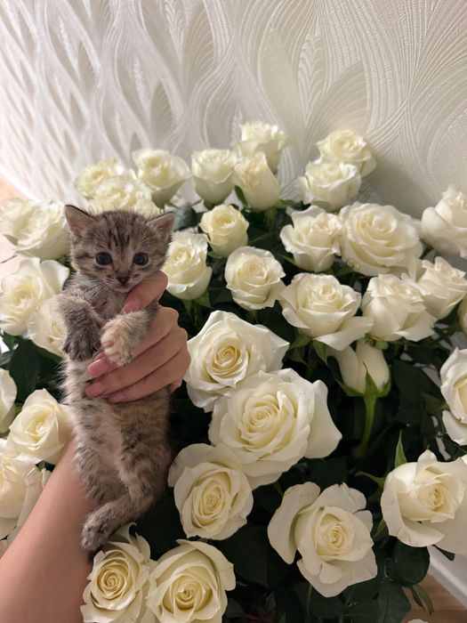 Котенок девочка 2месяца