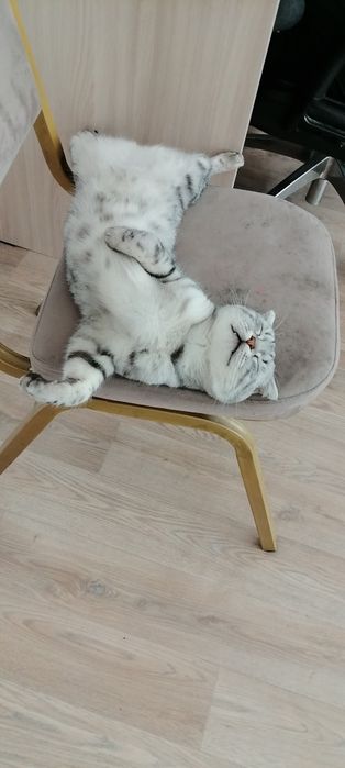 Кот. Отдам в доброе руки.