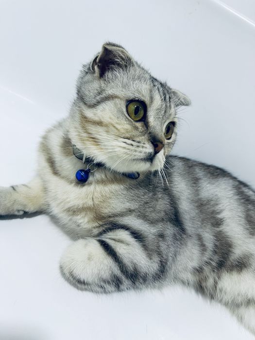 мушук сотилади 7 ойлик