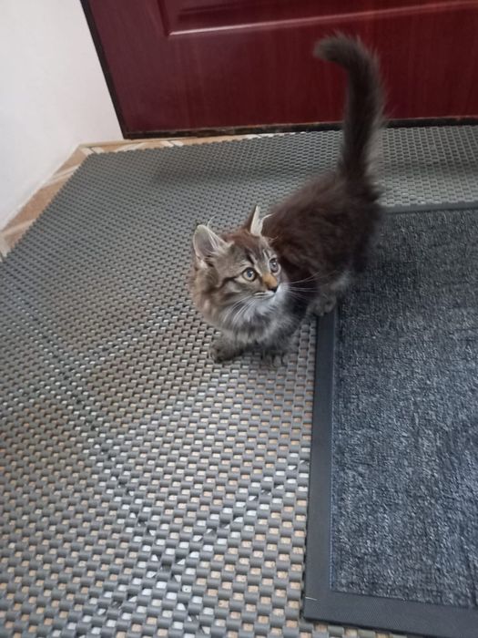 Отдам котенка бесплатно