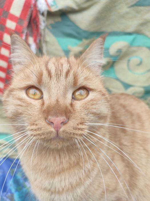 Пропал рыжий кот!