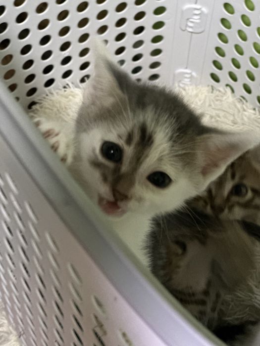 Отдам котят, возраст 1,5 мес