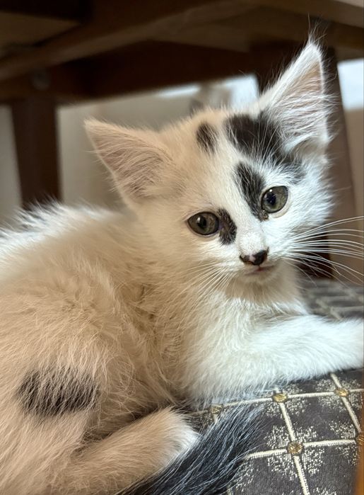 Котята ищут дом Алматы