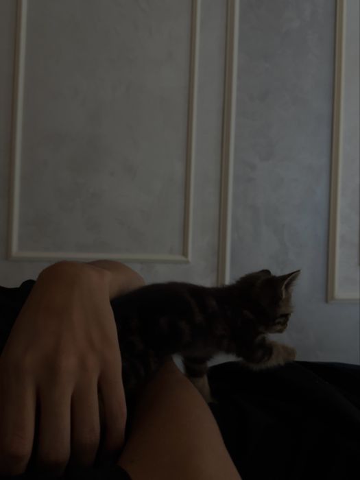Маленький котёнок 1.5месяца