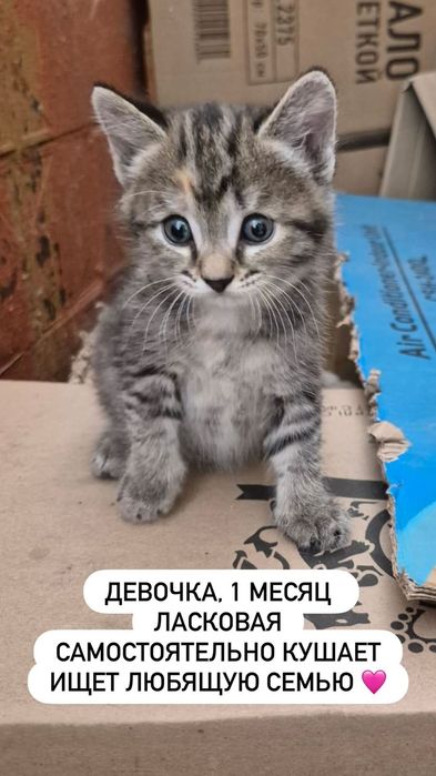 Котенок ищет дом