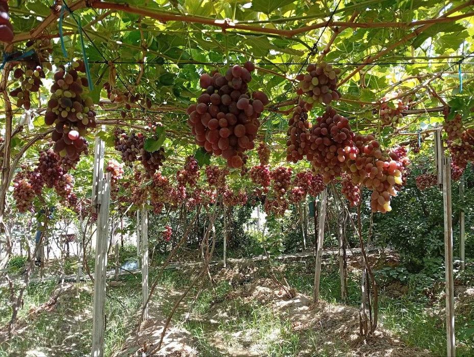 Продается Дача 12 соток Навбахор Паркент.