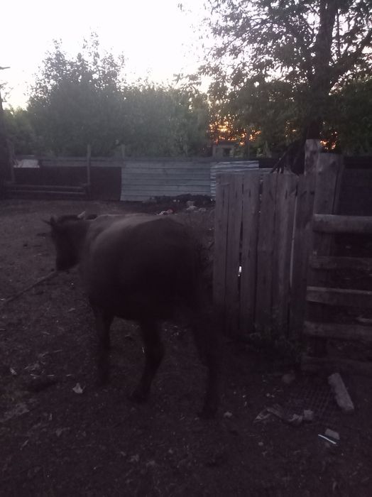 Продам бычка 1 год, на доращивание