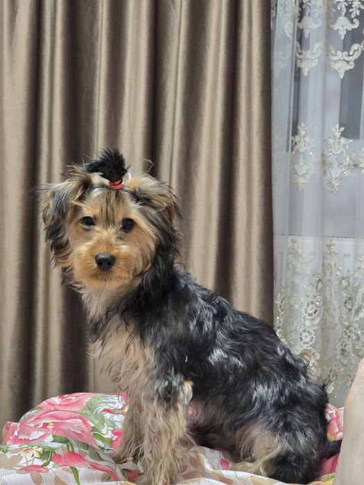 Yorkshire terrier