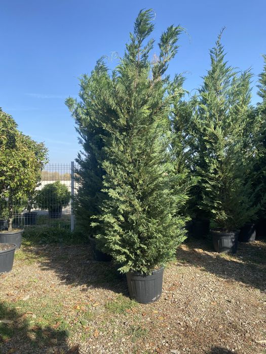 Catalpa platan mesteacan castan etc