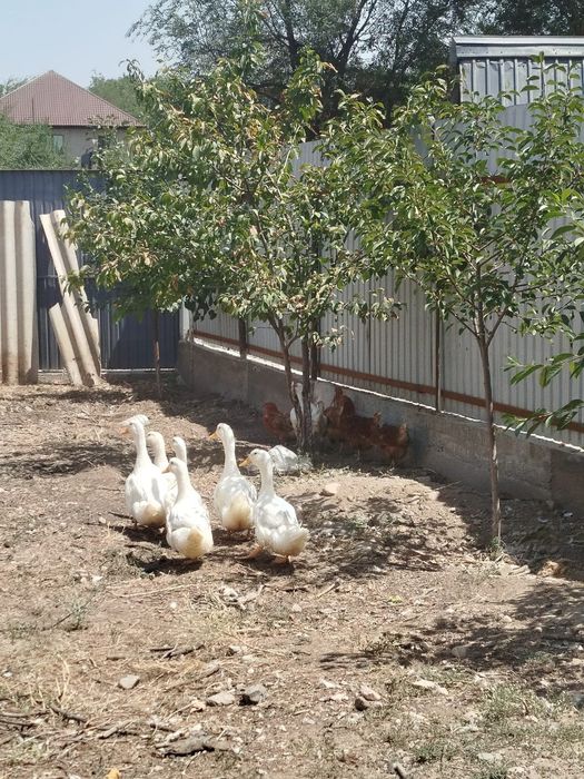 Продам утят кряквы