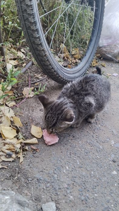 Отдам котенка бесплатно