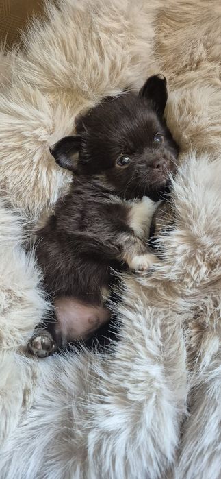 Chihuahua ciocolatiu cu acte