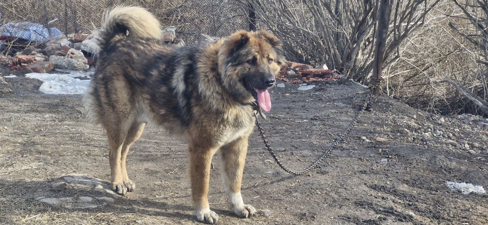 Кобель кавказской овчарки 3 года