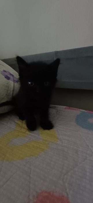 Отдадим милых котят