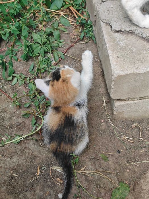 Отдаю котят в надёжные руки