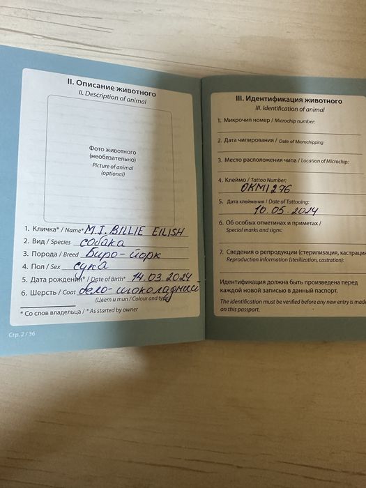 Щенки бивер йорка