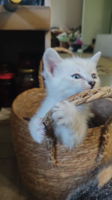 Отдам умных домашних котят