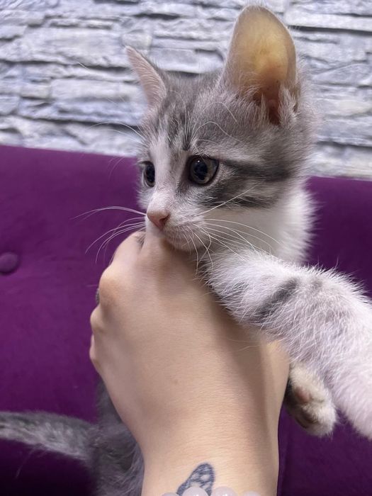 Отдам в добрые руки