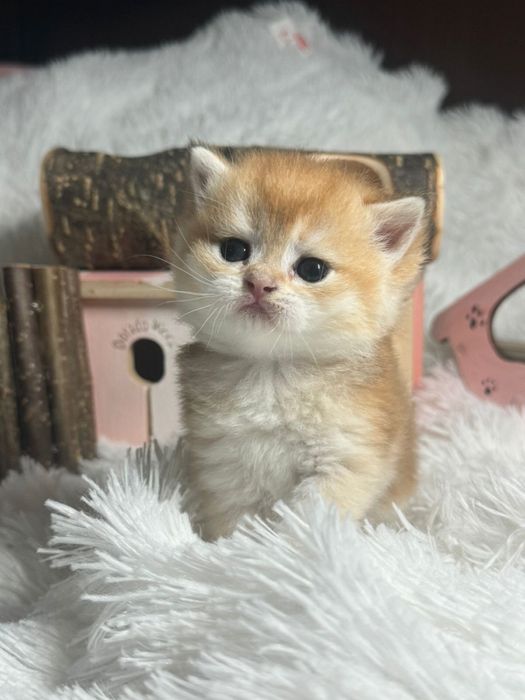 Британцы золотые шиншилловый