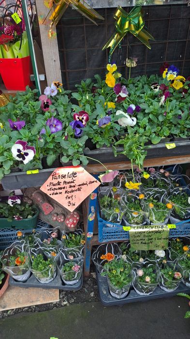 Panselute,nasturasi,primule,etc,livrare gratuita la domiciliu!