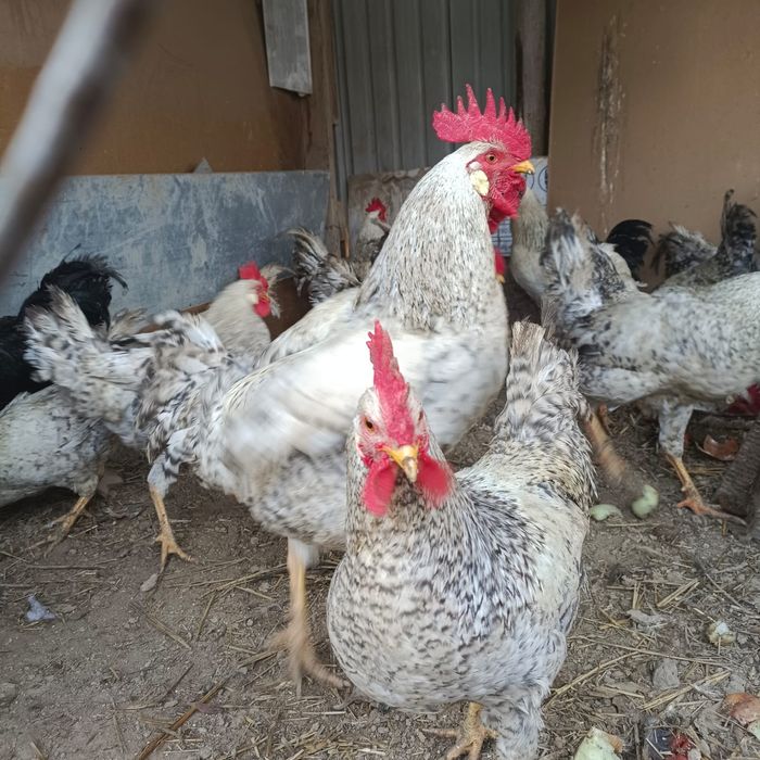 Қораздар сатылады