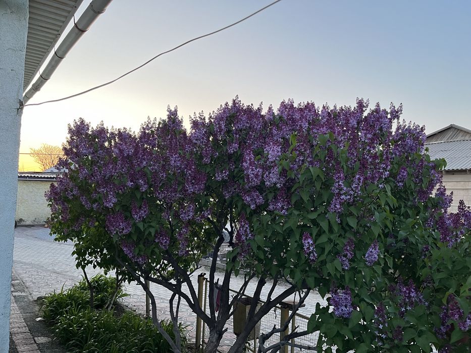 Сирен гүлдер цветы